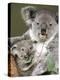 An 8-Month-Old Koala Joey-null-Premier Image Canvas