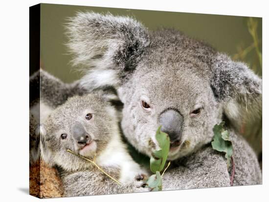 An 8-Month-Old Koala Joey-null-Premier Image Canvas