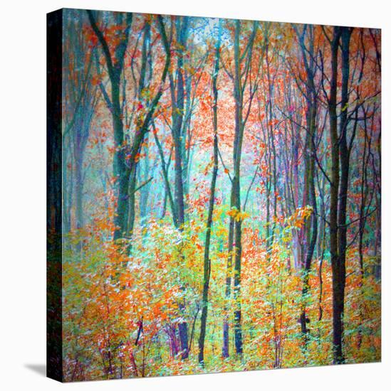 An Abstract Multicolorl Montage from the Forest, Photographic Layer Work-Alaya Gadeh-Premier Image Canvas