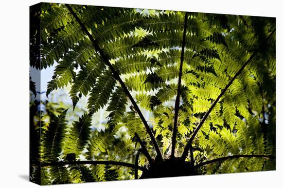 An Abstract Pattern Is Formed by a Tree in Te Urewera National Park on New Zealand's North Island-Sergio Ballivian-Premier Image Canvas