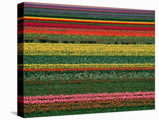 An Abstract View of These Tulip Fields Create a Rainbow of Color. this Field is Loca…, 2001 (Photo)-Sisse Brimberg-Premier Image Canvas