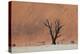An Acacia Tree and Sand Dune in Namibia's  Namib-Naukluft National Park-Alex Saberi-Premier Image Canvas