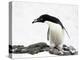 An Adelie Penguin (Pygoscelis Adeliae) at Paulet Island, Antarctica-Miva Stock-Premier Image Canvas