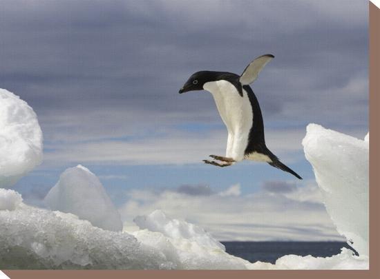 An Adelie Penguin, Pygoscelis Adeliae, Jumping on an Iceberg-Ralph Lee Hopkins-Stretched Canvas