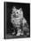 An Adorable Fluffy Kitten Looks up at Its Owner-null-Premier Image Canvas