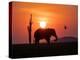 An adult African bush elephant (Loxodonta africana) at sunset on the shoreline of Lake Kariba-Michael Nolan-Premier Image Canvas