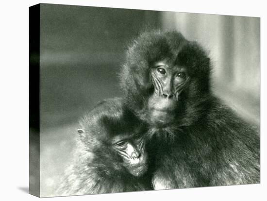 An Adult and Young Gelada/Bleeding Heart Monkey at London Zoo in January 1925 (B/W Photo)-Frederick William Bond-Premier Image Canvas