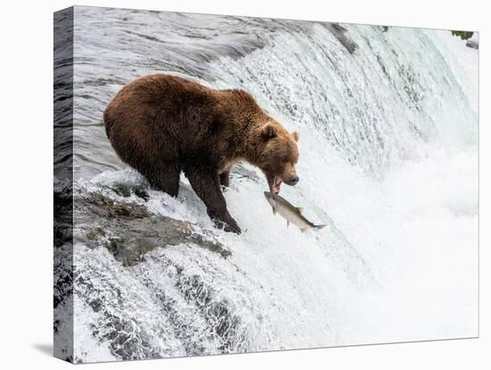 An adult brown bear (Ursus arctos) fishing for salmon at Brooks Falls-Michael Nolan-Premier Image Canvas