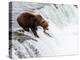 An adult brown bear (Ursus arctos) fishing for salmon at Brooks Falls-Michael Nolan-Premier Image Canvas