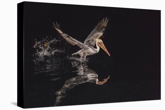 An Adult Brown Pelican (Pelecanus Occidentalis) at Night Near Isla Santa Catalina-Michael Nolan-Premier Image Canvas