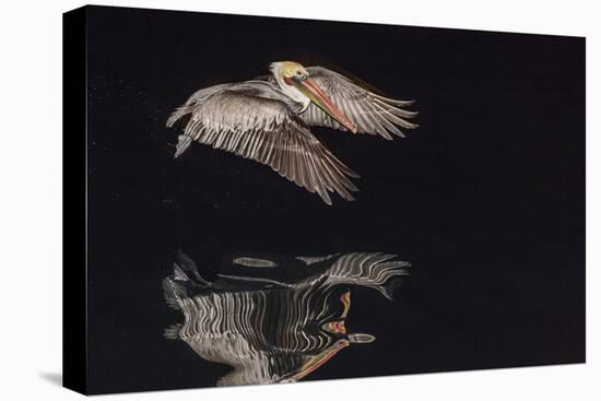 An Adult Brown Pelican (Pelecanus Occidentalis) at Night Near Isla Santa Catalina-Michael Nolan-Premier Image Canvas