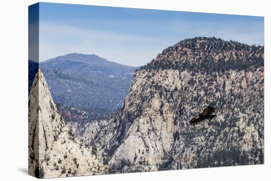 An adult California condor in flight on Angel's Landing Trail in Zion National Park, Utah, United S-Michael Nolan-Premier Image Canvas