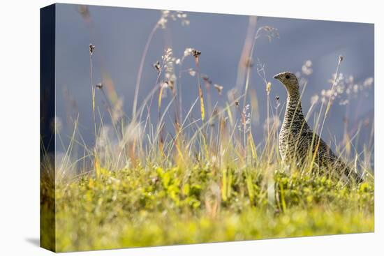 An Adult Female Willow Ptarmigan (Lagopus Lagopus) in Summer Plumage on the Snaefellsnes Peninsula-Michael Nolan-Premier Image Canvas