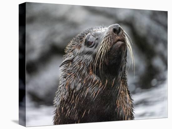 An adult Galapagos fur seal (Arctocephalus galapagoensis), Santiago Island, Galapagos, Ecuador-Michael Nolan-Premier Image Canvas