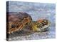 An adult green sea turtle (Chelonia mydas) in its orange morph, Fernandina Island, Galapagos-Michael Nolan-Premier Image Canvas