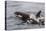 An Adult Killer Whale (Orcinus Orca) Surfaces Next to a Calf Off the Cumberland Peninsula-Michael Nolan-Premier Image Canvas