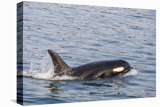 An Adult Killer Whale (Orcinus Orca) Surfacing in Glacier Bay National Park, Southeast Alaska-Michael Nolan-Premier Image Canvas