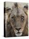 An adult male lion (Panthera leo), South Luangwa National Park, Zambia-Michael Nolan-Premier Image Canvas