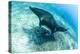 An adult manta ray at Makaser, Komodo Nat'l Park, Flores Sea, Indonesia, Southeast Asia-Michael Nolan-Premier Image Canvas