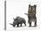 An Adult Pentaceratops Compared to a Modern Adult White Rhinoceros-Stocktrek Images-Premier Image Canvas