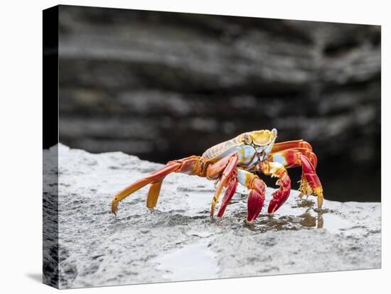 An adult Sally lightfoot crab (Grapsus grapsus), at Puerto Egas, Santiago Island, Galapagos-Michael Nolan-Premier Image Canvas