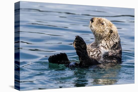 An adult sea otter (Enhydra lutris), swimming in Glacier Bay National Park, Southeast Alaska-Michael Nolan-Premier Image Canvas