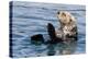 An adult sea otter (Enhydra lutris), swimming in Glacier Bay National Park, Southeast Alaska-Michael Nolan-Premier Image Canvas