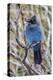 An Adult Steller's Jay (Cyanocitta Stelleri) in Rocky Mountain National Park-Michael Nolan-Premier Image Canvas