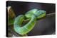 An Adult Venemous Male Borneo Temple Viper (Tropidolaemus Subannulatus), Malaysia-Michael Nolan-Premier Image Canvas