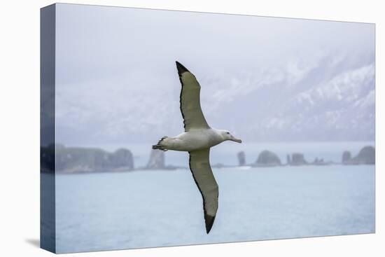 An Adult Wandering Albatross (Diomedea Exulans) in Flight Near Prion Island, Polar Regions-Michael Nolan-Premier Image Canvas