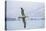 An Adult Wandering Albatross (Diomedea Exulans) in Flight Near Prion Island, Polar Regions-Michael Nolan-Premier Image Canvas