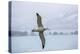 An Adult Wandering Albatross (Diomedea Exulans) in Flight Near Prion Island, Polar Regions-Michael Nolan-Premier Image Canvas