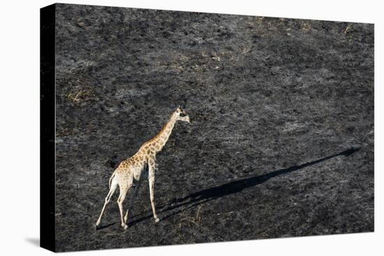 An aerial view of a giraffe (Giraffe camelopardalis) walking in the Okavango Delta after a bushfire-Sergio Pitamitz-Premier Image Canvas