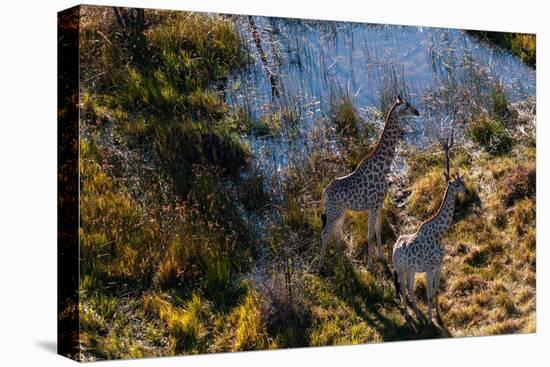 An aerial view of two southern giraffes, Giraffa camelopardalis. Okavango Delta, Botswana.-Sergio Pitamitz-Premier Image Canvas