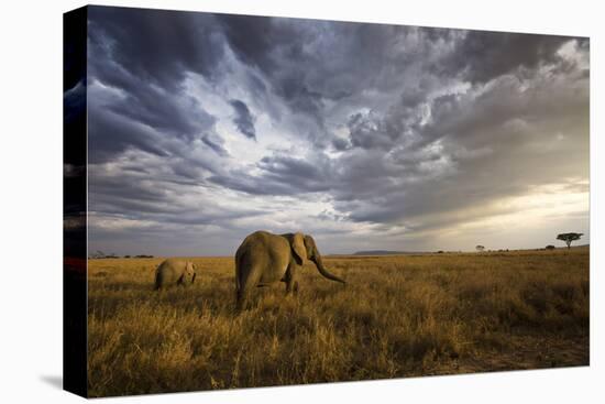 An African Elephant at Sunset in the Serengeti National Park, Tanzania, Africa.-ClickAlps-Premier Image Canvas