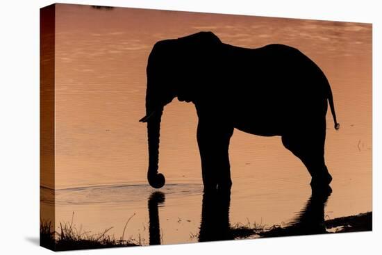 An African elephant drinking in the Khwai River at sunset, Okavango Delta, Botswana.-Sergio Pitamitz-Premier Image Canvas