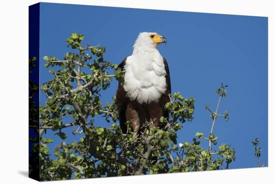 An African fish eagle (Haliaeetus vocifer), perching on a tree top, Chobe National Park, Botswana, -Sergio Pitamitz-Premier Image Canvas