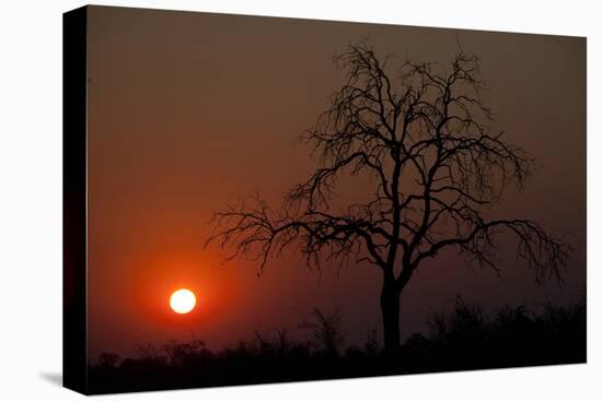 An African Sunset With An Orange Sky And The Silhouette Of A Lone Tree-Karine Aigner-Premier Image Canvas