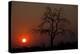 An African Sunset With An Orange Sky And The Silhouette Of A Lone Tree-Karine Aigner-Premier Image Canvas