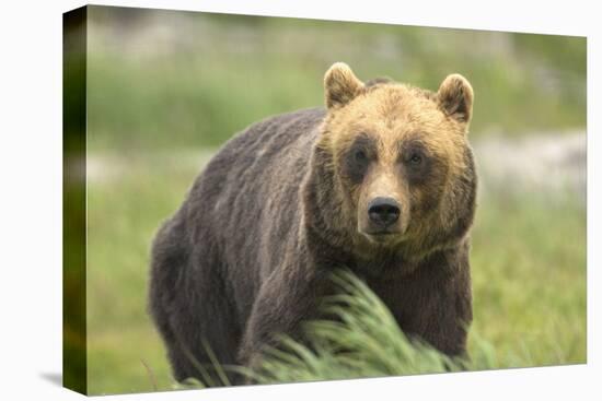 An Alaskan Brown Bear Stares Intently at Camera-John Alves-Premier Image Canvas