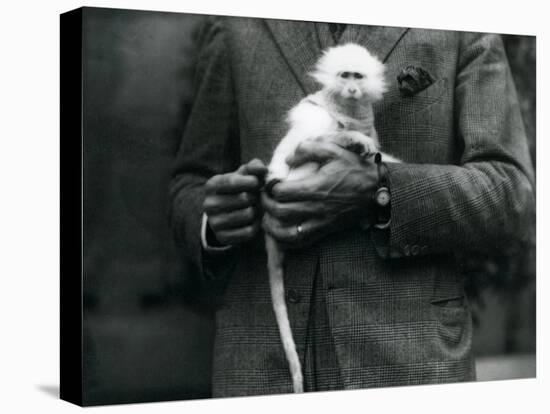 An Albino Old World Monkey, Genus Ceropithecus, Being Held at London Zoo, July 1922-Frederick William Bond-Premier Image Canvas