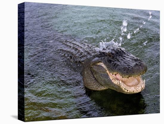 An Alligator Leaps from the Water in the Louisiana Bayou-null-Premier Image Canvas