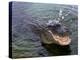 An Alligator Leaps from the Water in the Louisiana Bayou-null-Premier Image Canvas