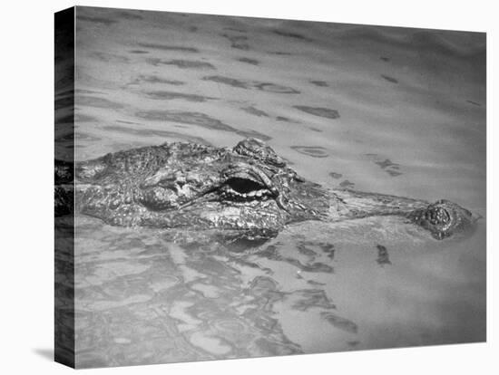 An Alligator Peers Above the Backwaters of Lafitte, Miss.-null-Premier Image Canvas