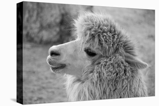 An Alpaca-meunierd-Premier Image Canvas