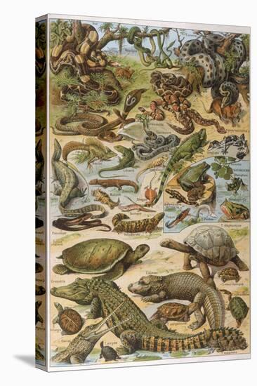An Amazing Illustration Covering the Whole Range of Reptilian Species from Snakes to Newts-null-Premier Image Canvas