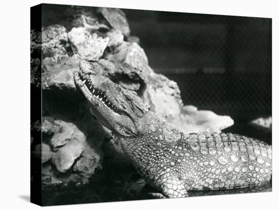 An American Alligator Resting in a Pool, Looking up by the Rocks at the Side of the Pool, London Zo-Frederick William Bond-Premier Image Canvas