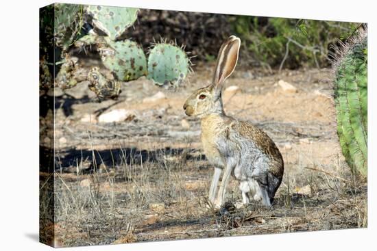 An Antelope Jackrabbit (Lepus Alleni) Alert for Danger-Richard Wright-Premier Image Canvas