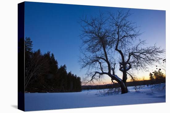 An Apple Tree at Sunset, Notchview Reservation, Windsor, Massachusetts-Jerry & Marcy Monkman-Premier Image Canvas