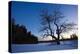 An Apple Tree at Sunset, Notchview Reservation, Windsor, Massachusetts-Jerry & Marcy Monkman-Premier Image Canvas
